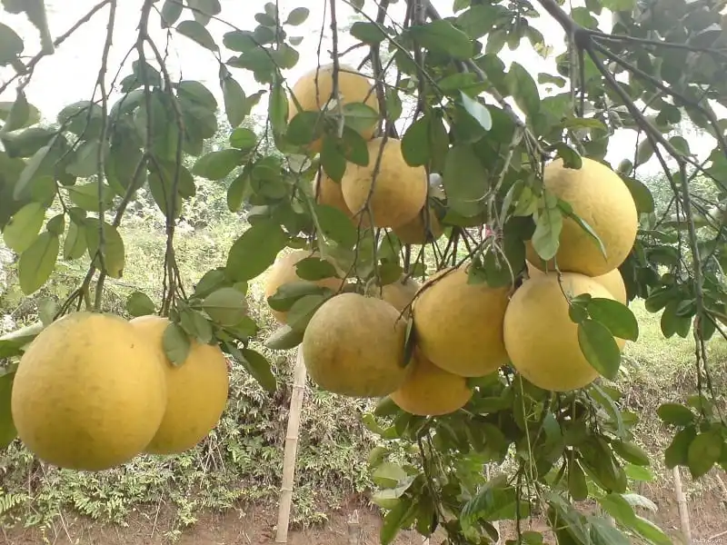 Kinh nghiệm du lịch Phú Thọ 13 wanderlust_tips_kinh_nghiem_du_lich_phu_tho_5