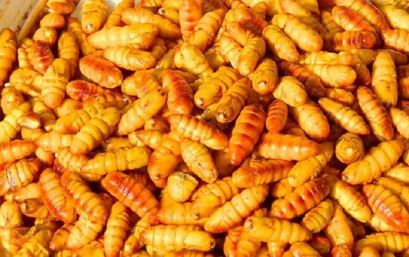 wanderlust_tips_nhung_mon_an_khong_the_bo_qua_khi_den_phu_tho_6