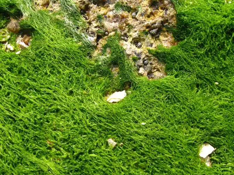 wanderlust_tips_nhung_mon_an_khong_the_bo_qua_khi_den_phu_tho_9