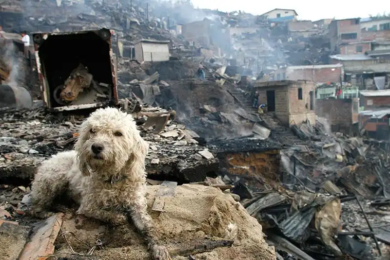 A dog sits near the remains of a house after a fire in Comuna 13 in Medellin, Colombia. (Fredy Amariles/ReutersFredy Amariles/Reuters)