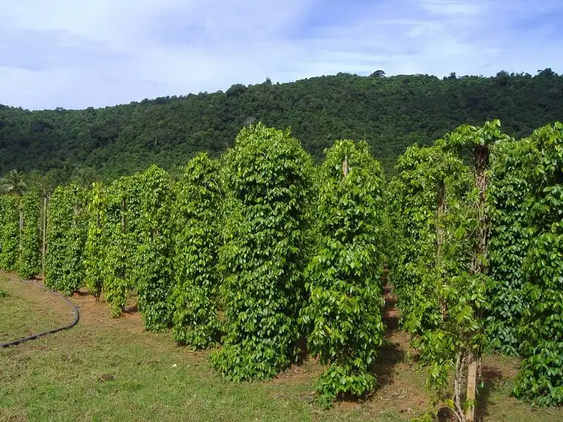 wanderrlust_tips_8_diem_nen_di_buoi_chieu_phu_quoc_5