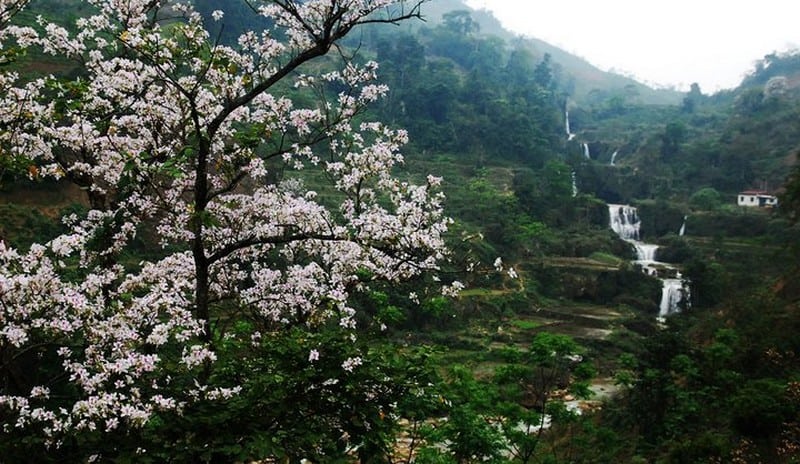 Lễ hội hoa ban Điện Biên 2017