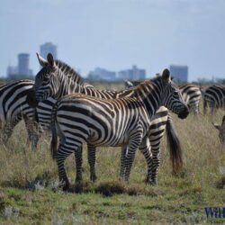 1wanderlust tips kinh nghiem du lich nairobi 1