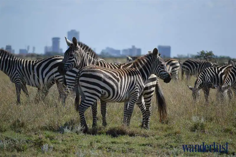 1wanderlust_tips_kinh_nghiem_du_lich_nairobi_1