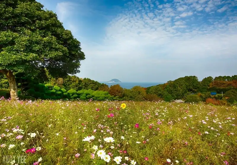 wanderlust-tips-10-ly-do-ma-du-khach-nhat-dinh-phai-ghe-kyushu-khi-toi-nhat-ban-1