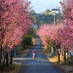 wanderlust tips an dinh lai thoi gian dien ra ngay hoi hoa anh dao tai da lat 1