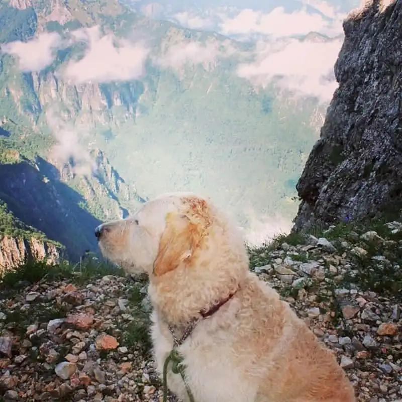 wanderlust-tips-co-gai-di-khap-the-gioi-cung-chu-cun-cung-va-chiec-xe-van-cu-17