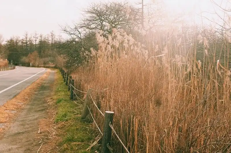 wanderlust-tips-hanh-trinh-du-hanh-nuoc-nhat-15-ngay-dep-nhu-mo-105