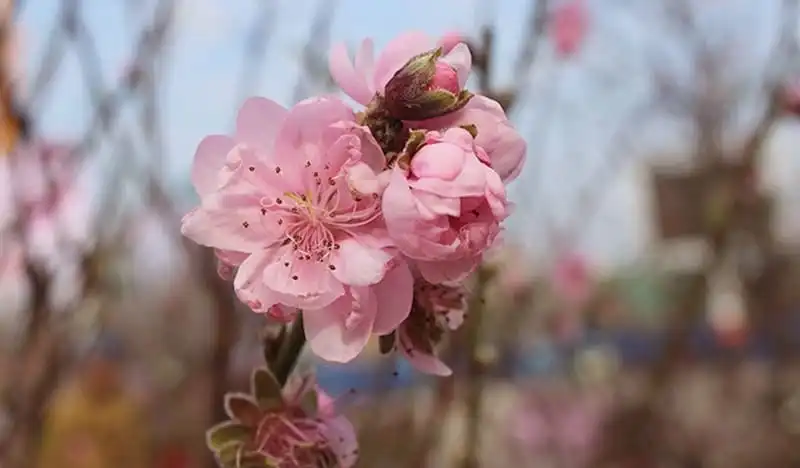 wanderlust-tips-lan-dau-tien-le-hoi-hoa-dao-o-lang-son-1