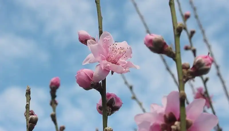 wanderlust-tips-lan-dau-tien-le-hoi-hoa-dao-o-lang-son-3