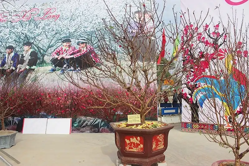 wanderlust-tips-lan-dau-tien-le-hoi-hoa-dao-o-lang-son-4