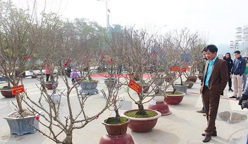 wanderlust-tips-lan-dau-tien-le-hoi-hoa-dao-o-lang-son-5