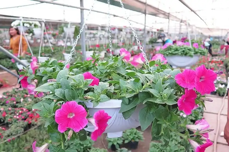 wanderlust-tips-lang-hoa-ven-thu-do-nhon-nhip-dip-giap-tet-4