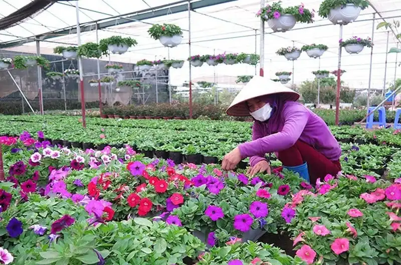 wanderlust-tips-lang-hoa-ven-thu-do-nhon-nhip-dip-giap-tet-6