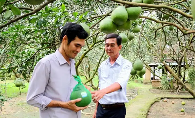 Lễ hội "Hương bưởi Bạch Đằng" tại Bình Dương 5 wanderlust-tips-le-hoi-huong-buoi-bach-dang-tai-binh-duong-1