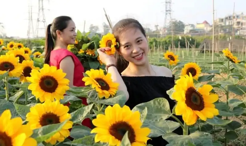 wanderlust-tips-nhon-nhip-lang-hoa-tet-hai-phong-8