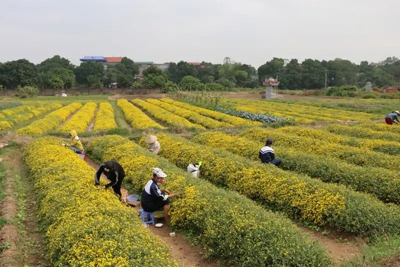 wanderlust-tips-ruc-ro-canh-dong-hoa-tuyet-chi-hung-yen-dip-giap-tet-1