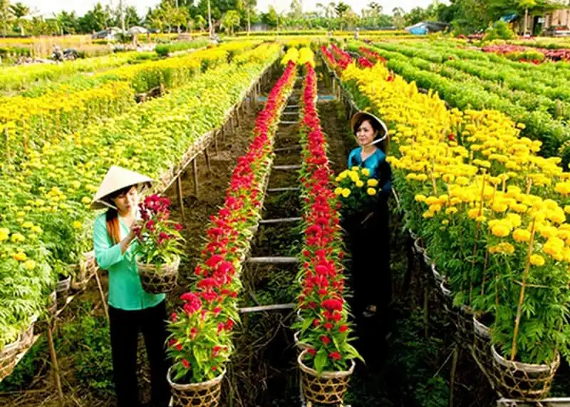 Tuần lễ du lịch Đồng Tháp năm 2017 6 wanderlust-tips-tuan-le-du-lich-dong-thap-nam-2017-2