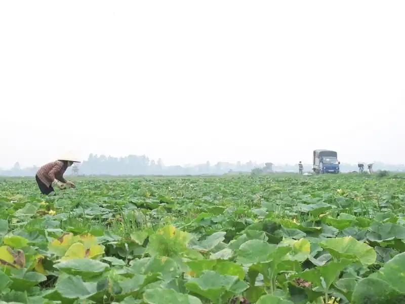 wanderlust_tips_kinh_nghiem_du_lich_hung_yen_4