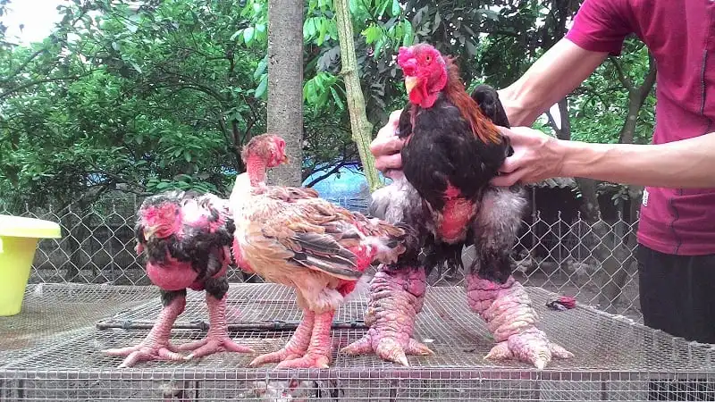 wanderlust_tips_kinh_nghiem_du_lich_hung_yen_7