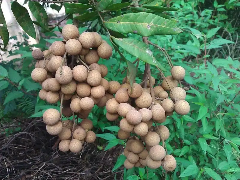 wanderlust_tips_nhung_dac_san_khong_the_bo_qua_khi_den_hung_yen_2