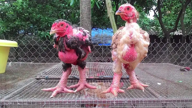 wanderlust_tips_nhung_dac_san_khong_the_bo_qua_khi_den_hung_yen_3