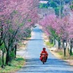 wanderlust tips le hoi mai anh dao da lat bi huy do tinh hinh thoi tiet 1