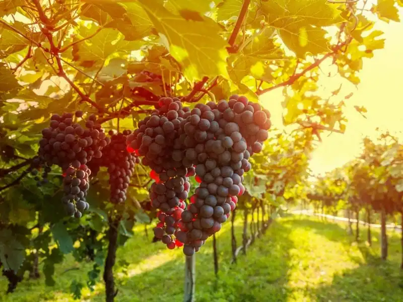 wanderlust-tips-12-diem-den-lang-man-2017-cho-cac-cap-doi-7