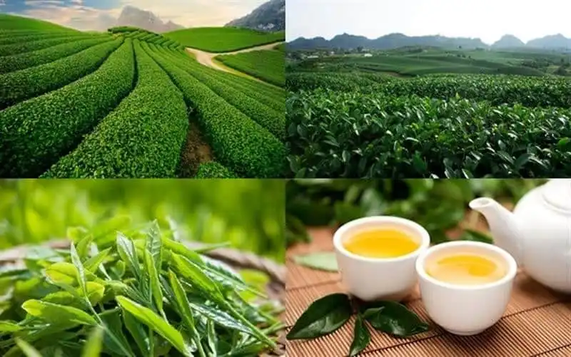 9 món đặc sản nức tiếng ở Mộc Châu 13 wanderlust-tips-9-mon-dac-san-nuc-tieng-moc-chau-8