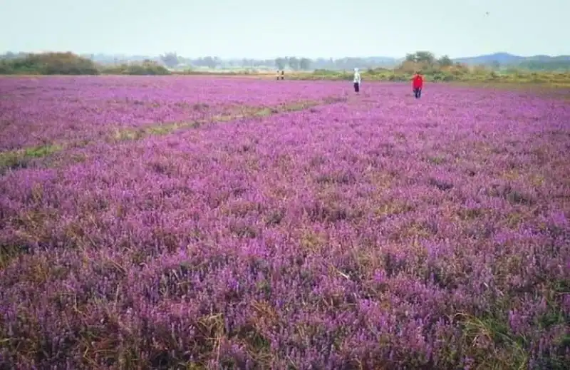 wanderlust-tips-canh-dong-hoa-tim-dep-nhu-mo-o-dak-lak-2