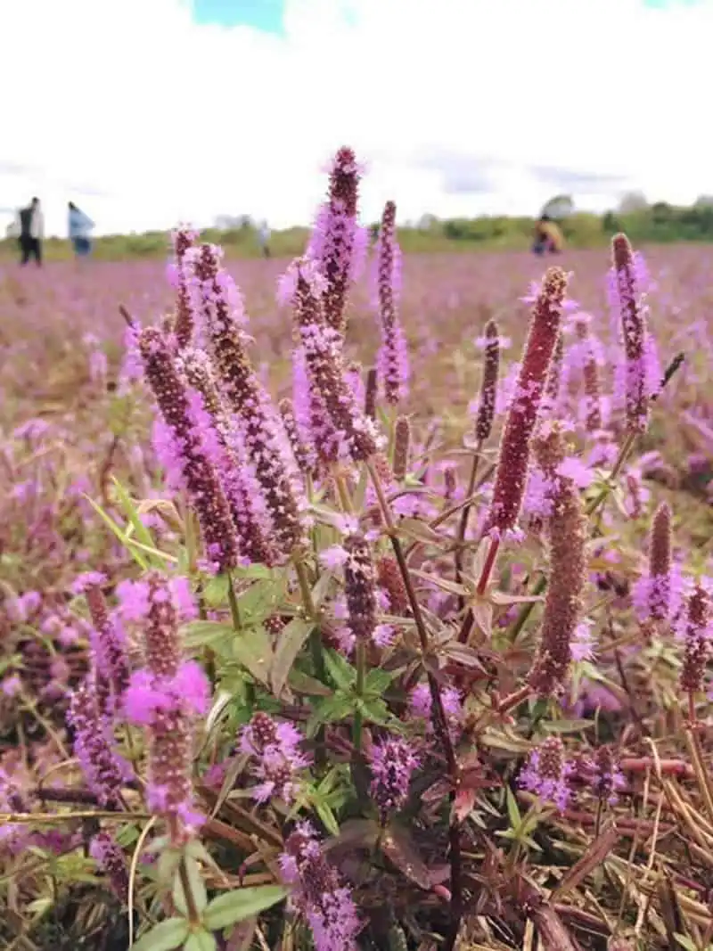 wanderlust-tips-canh-dong-hoa-tim-dep-nhu-mo-o-dak-lak-3