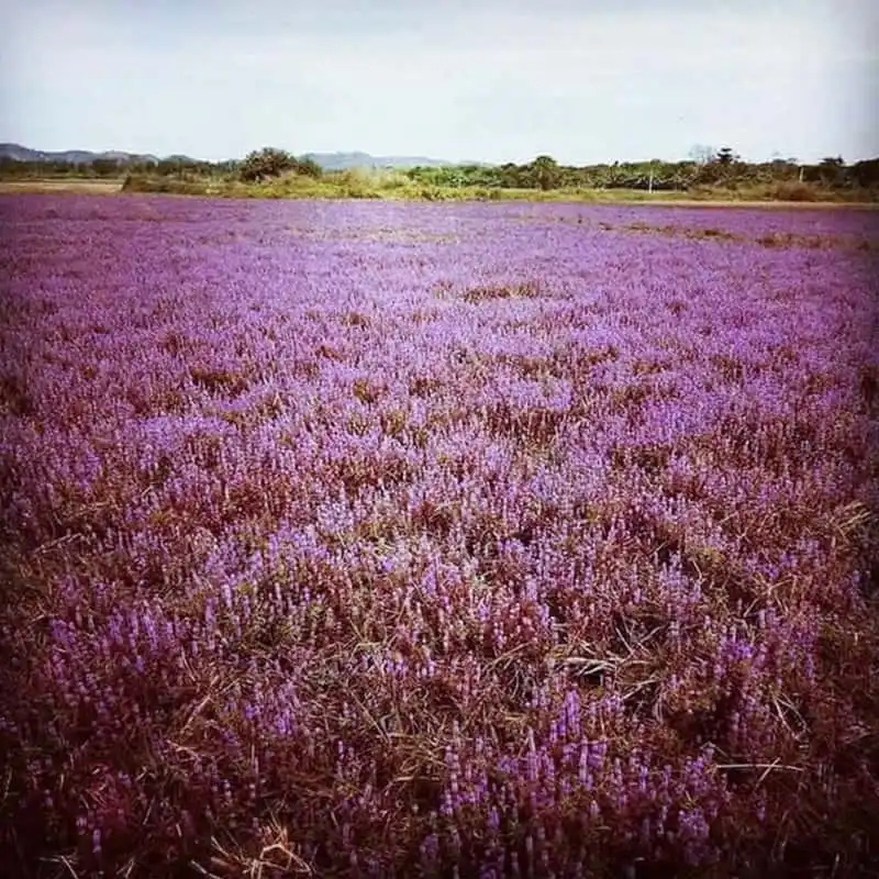 wanderlust-tips-canh-dong-hoa-tim-dep-nhu-mo-o-dak-lak-6