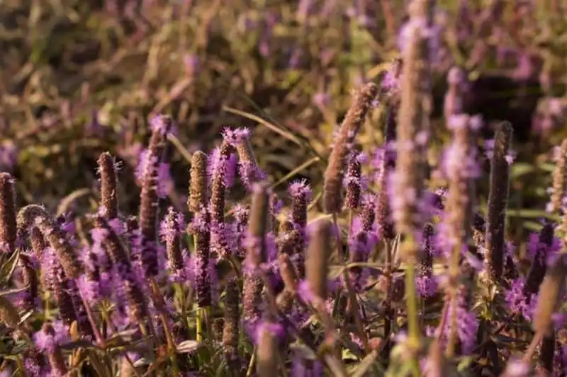 wanderlust-tips-canh-dong-hoa-tim-dep-nhu-mo-o-dak-lak-8