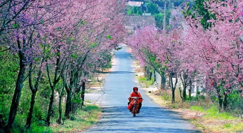 Lễ hội mai anh đào Đà Lạt bị hủy do ảnh hưởng thời tiết 5 wanderlust-tips-le-hoi-mai-anh-dao-da-lat-bi-huy-do-tinh-hinh-thoi-tiet-1