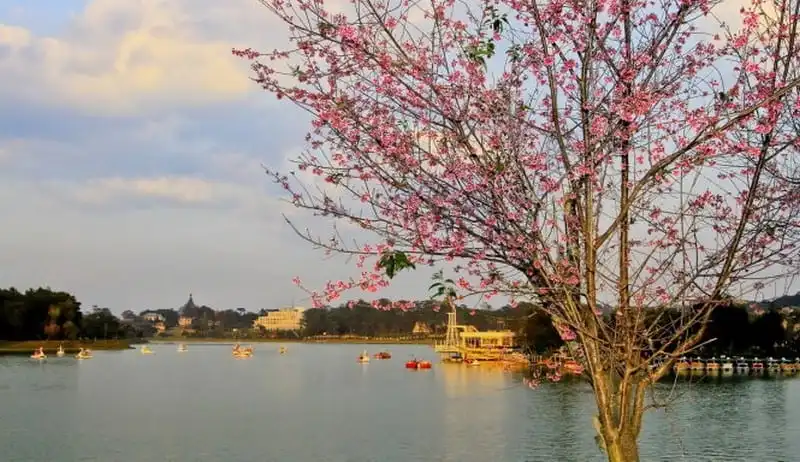 Lễ hội mai anh đào Đà Lạt bị hủy do ảnh hưởng thời tiết 6 wanderlust-tips-le-hoi-mai-anh-dao-da-lat-bi-huy-do-tinh-hinh-thoi-tiet-2