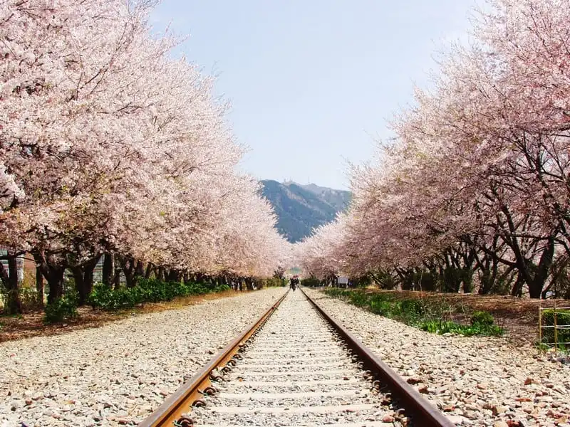 wanderlust tips lich su kien va uu dai hap dan cua du lich han quoc nua dau nam 2017 4