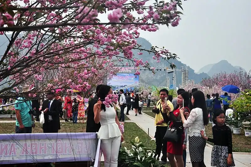 Du lịch Hạ Long tháng 3 ngắm mai vàng khoe sắc cùng hoa anh đào 6 wanderlust-tips-mai-vang-yen-tu-khoe-sac-cung-hoa-anh-dao-tai-tp-ha-long-2