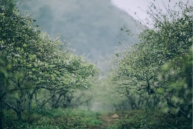 wanderlust-tips-moc-chau-mua-man-no-trang-doi-2