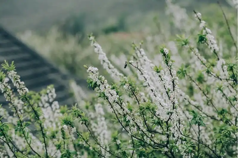 wanderlust-tips-moc-chau-mua-man-no-trang-doi-3