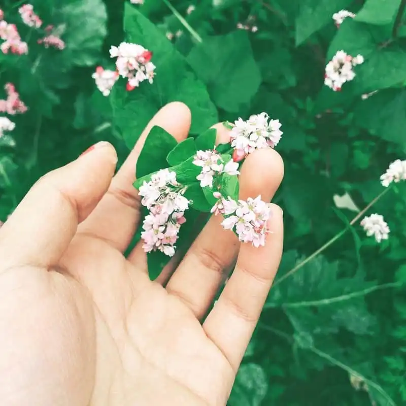 Ngỡ ngàng vườn hoa tam giác mạch ở Ninh Bình 6 wanderlust-tips-ngo-ngang-vuon-hoa-tam-giac-mach-o-ninh-binh-0