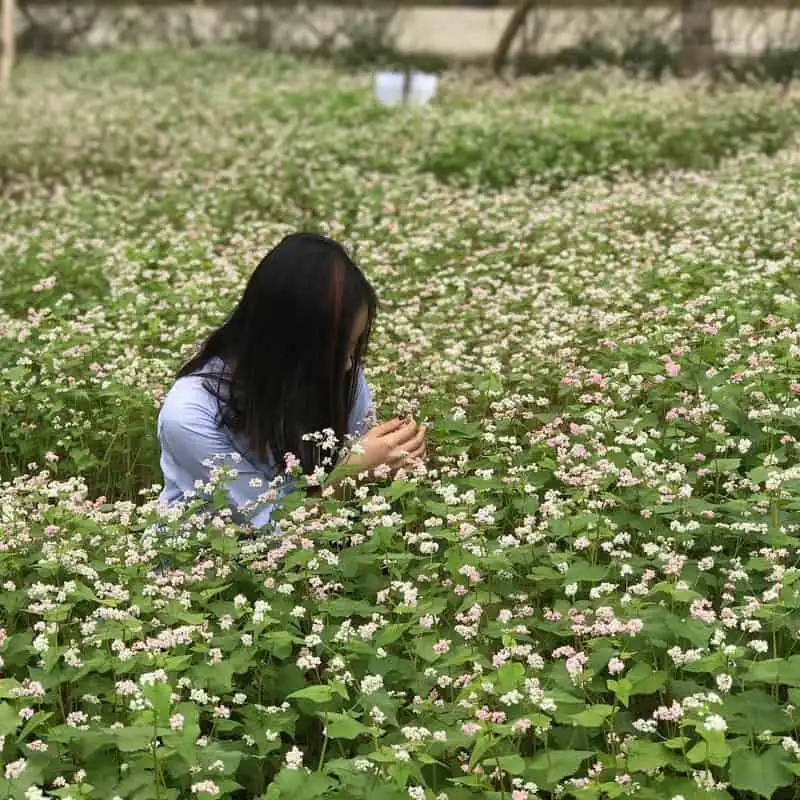 Ngỡ ngàng vườn hoa tam giác mạch ở Ninh Bình 8 wanderlust-tips-ngo-ngang-vuon-hoa-tam-giac-mach-o-ninh-binh-3