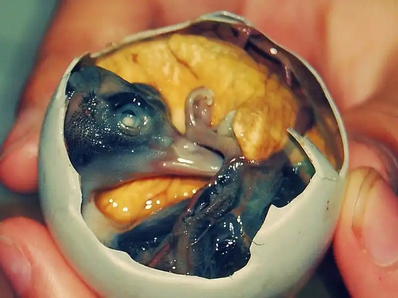 wanderlust-tips-nhung-bien-tau-thu-vi-cua-mon-trung-vong-quanh-the-gioi-8