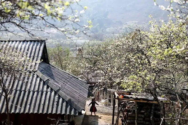 Sắc xuân trên khắp rẻo cao Tây Bắc 9 wanderlust-tips-sac-xuan-ve-tren-khap-reo-cao-tay-bac-5
