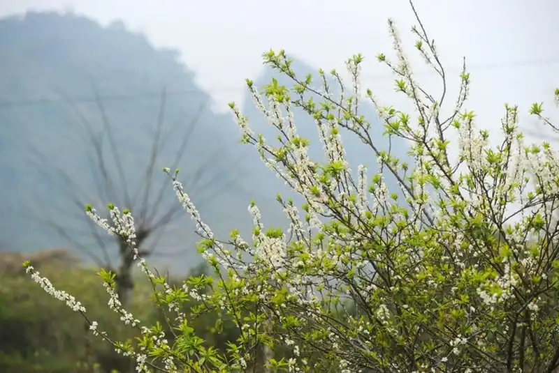 wanderlust-tips-say-long-hoa-man-trang-tinh-khoi-giua-nui-rung-moc-chau-2