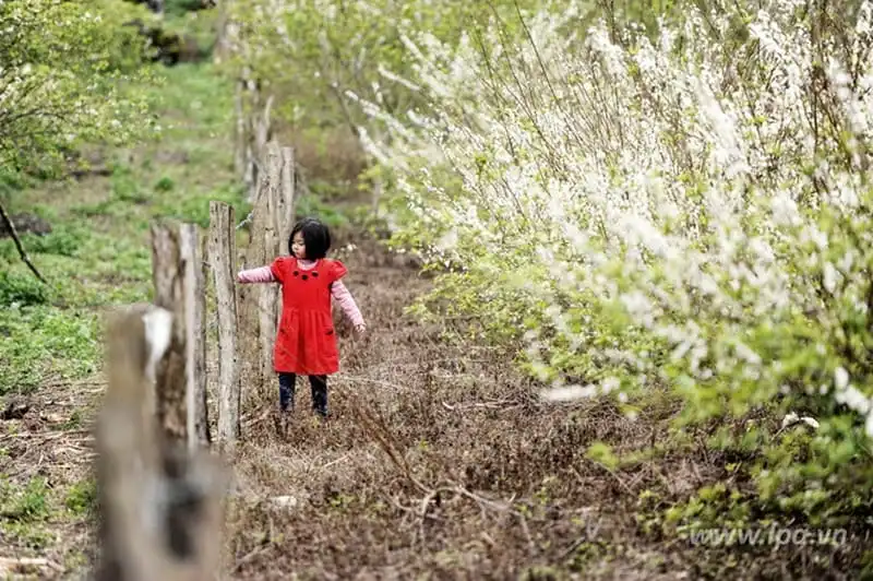 wanderlust-tips-say-long-hoa-man-trang-tinh-khoi-giua-nui-rung-moc-chau-3