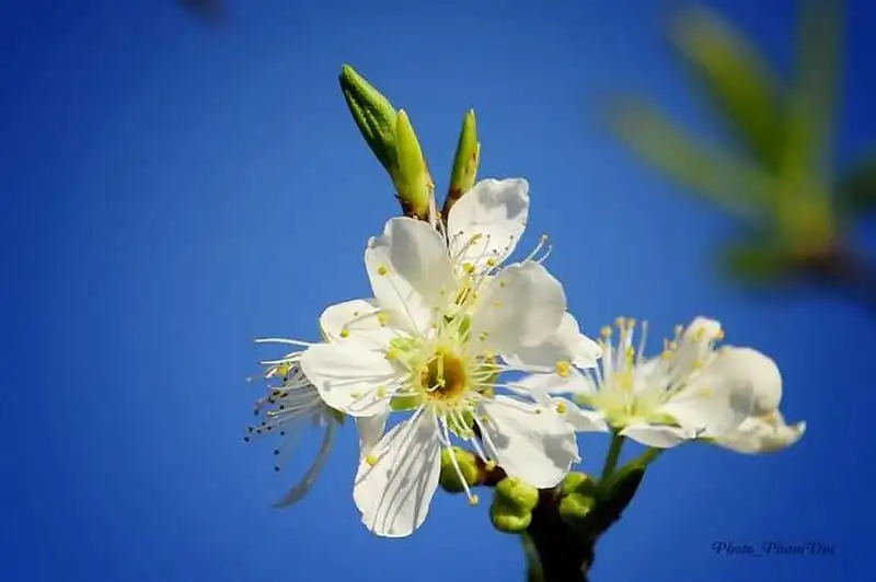 wanderlust-tips-say-long-hoa-man-trang-tinh-khoi-giua-nui-rung-moc-chau-7