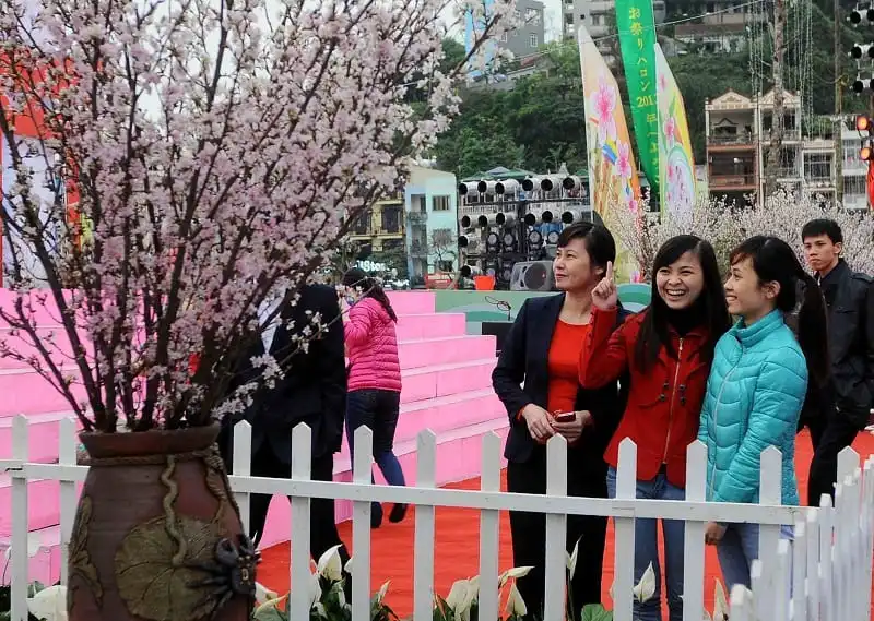 wanderlust_tips_Hoa-anh-dao-ruc-ro-thang-3-Hanoi-2