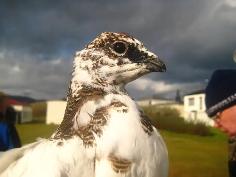 Điểm đến mùa hè ở Iceland đẹp như trong truyền thuyết 12 wanderlust_tips_diem-den-mua-he-ly-tuong-o-Iceland-11