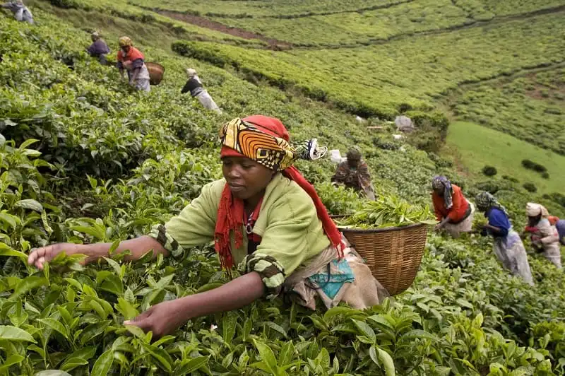 Plucking tea on a hillside on the Kitabe tea estate where the steep slopes, acidic soils and high altitude make them unsuitable for growing food crops, but ideal for the cultivation of tea.Tea production in Rwanda. Picture by Tim Smith.