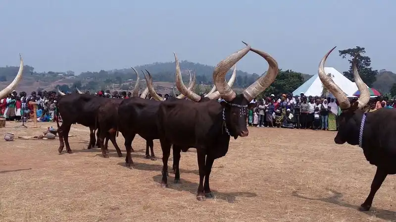 Kinh nghiệm du lịch Rwanda - xứ sở nghìn đồi 12 wanderlust_tips_kinh-nghiem-du-lich-Rwanda-2